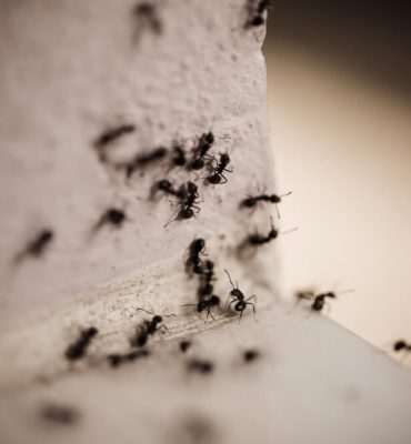 8 Ways to Get Rid of Carpenter Ants