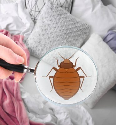 How Do You Get Bed Bugs in the First Place